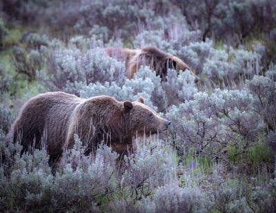 399 &amp; Spirit - Just Strolling by ETA Naturalist Audrey Fanjoy