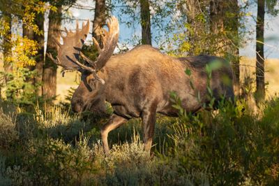 Bull Moose in the Cottonwoods by ETA Naturalist Rafael Sandoval