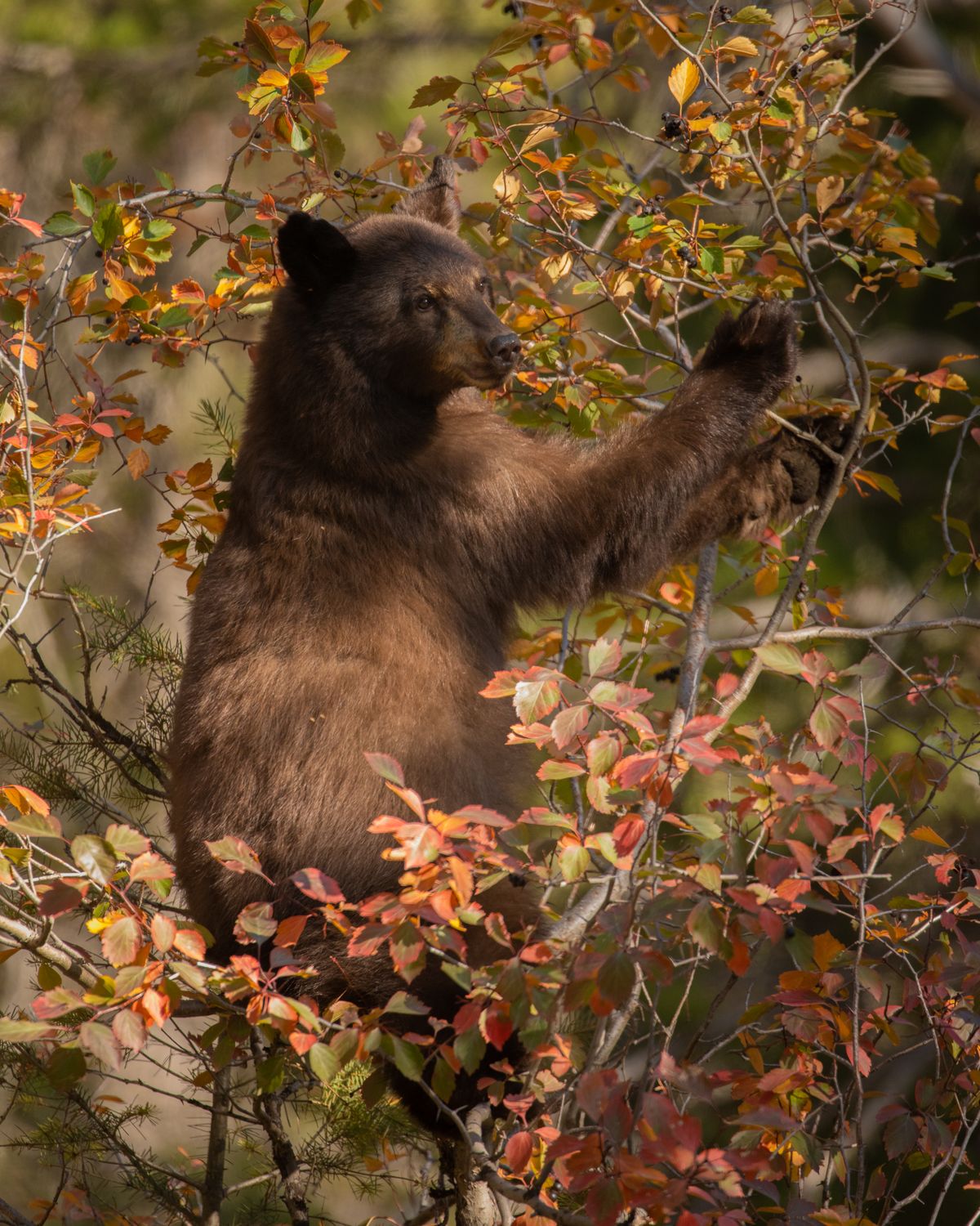 Black Bear in Fall Colors by ETA Naturalist Rafael Sandoval