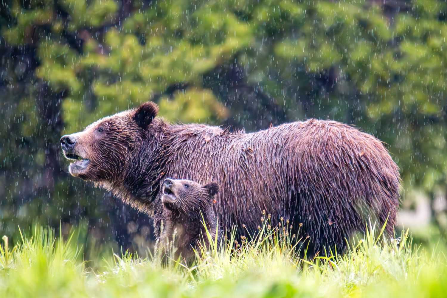 Soaking It All In by ETA Naturalist Elk Raven Photography