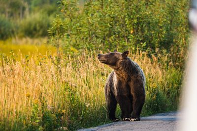 The Queen Arrives by ETA Manager Kelsey Wellington