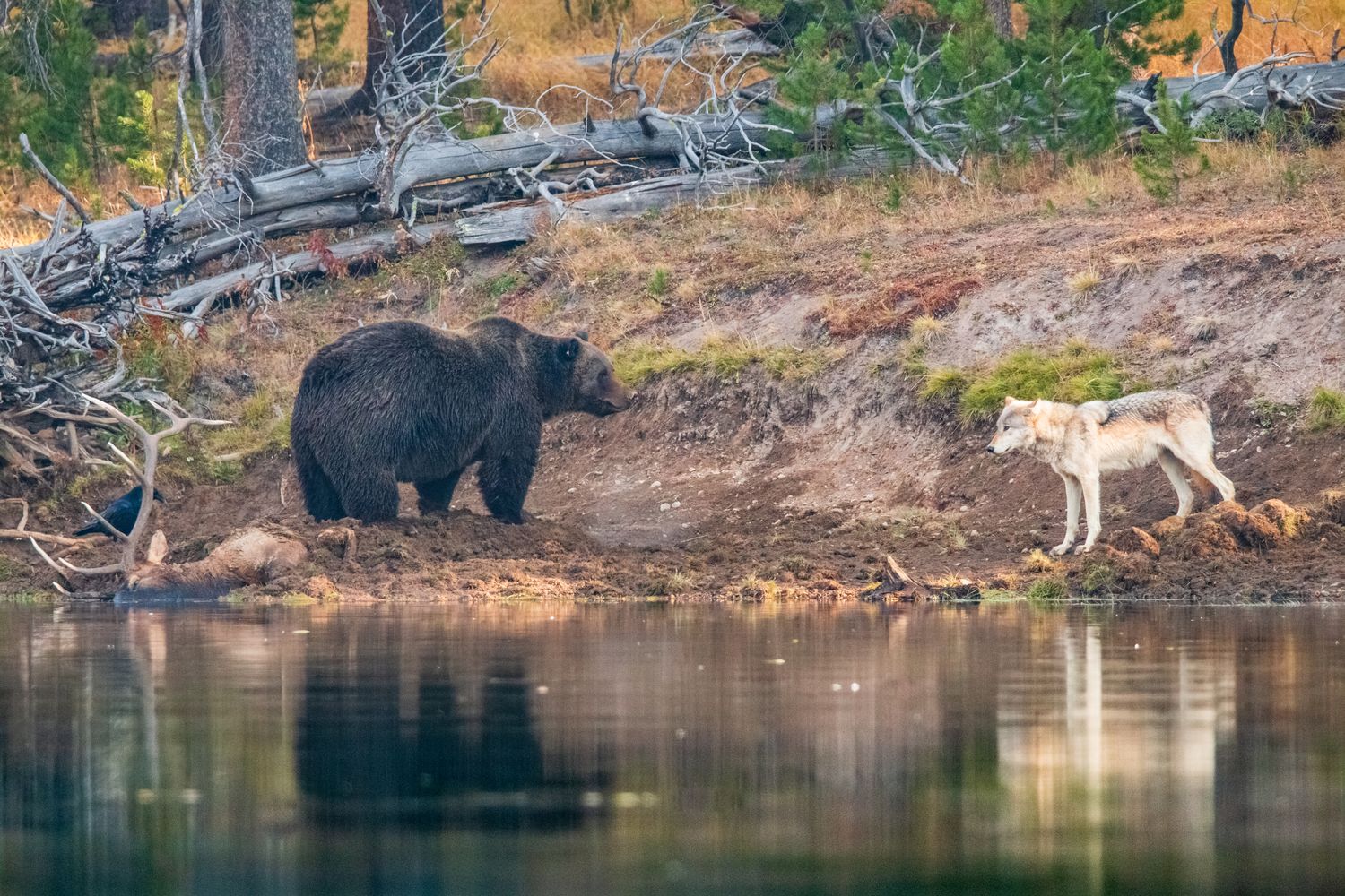 Testing the Waters by ETA Naturalist Elk Raven Photography