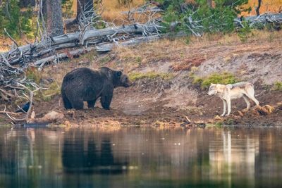 Testing the Waters by ETA Naturalist Elk Raven Photography