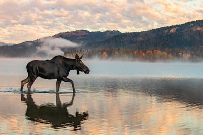 Moose Magic by ETA Naturalist Elk Raven Photography