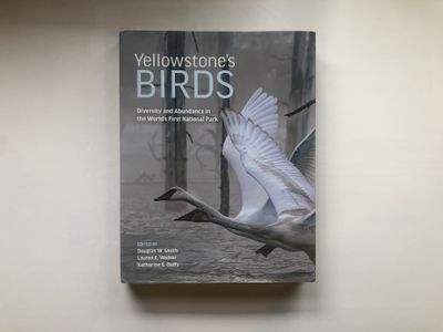 Yellowstone's Birds
