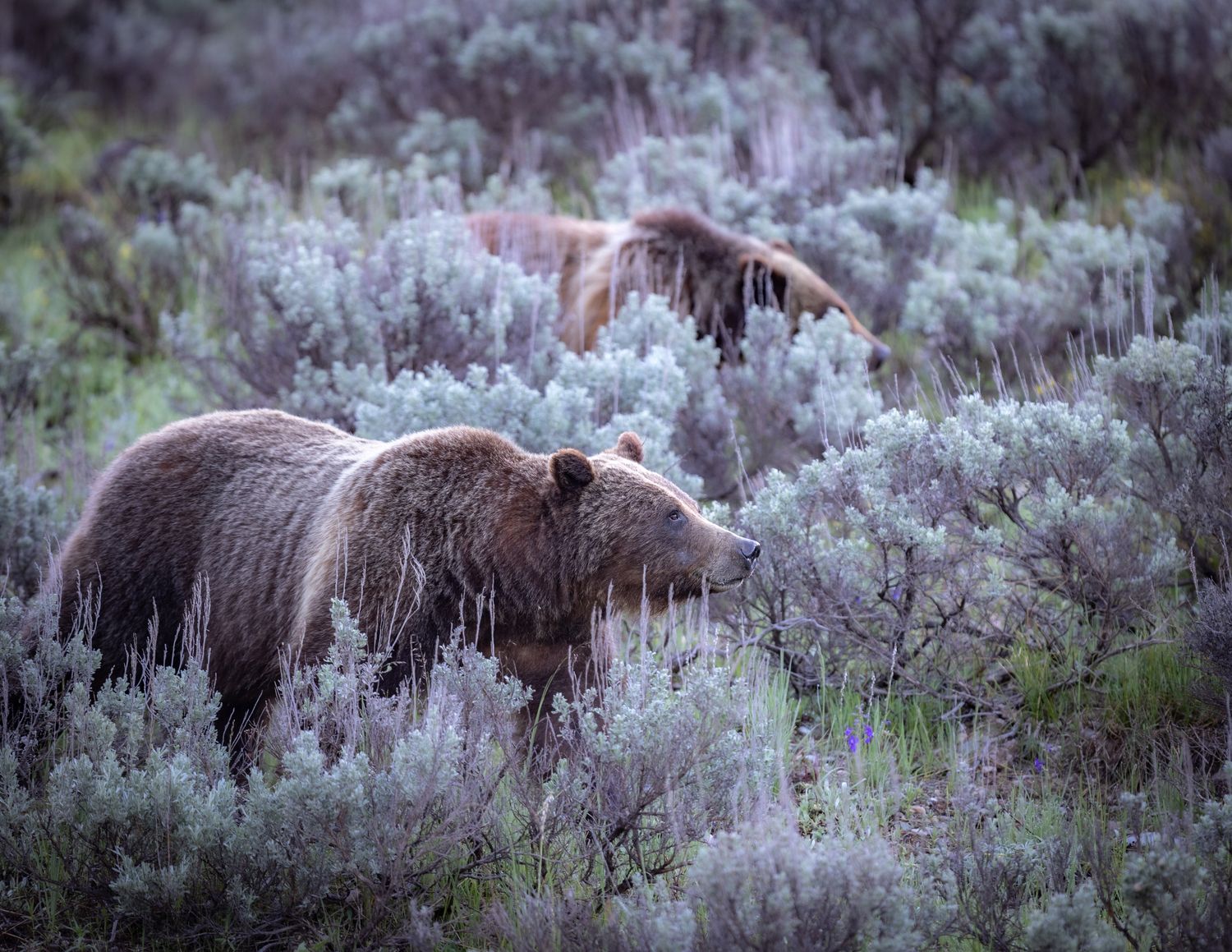 399 &amp; Spirit - Just Strolling by ETA Naturalist Audrey Fanjoy