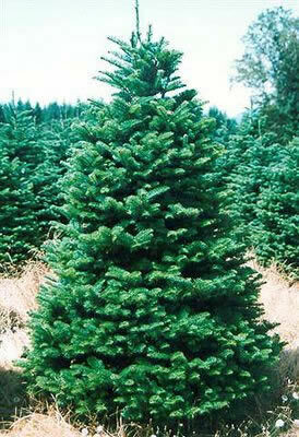 Nobel Fir