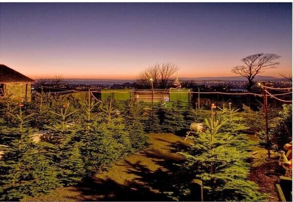 https://oldfarmchristmastrees.company.site/