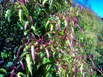 Anise Myrtle 100g