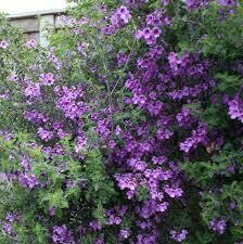 Native Thyme 40 g