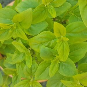 Rivermint 40g