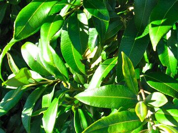 Lemon Myrtle 100g