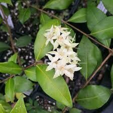 Cinnamon Myrtle 100g