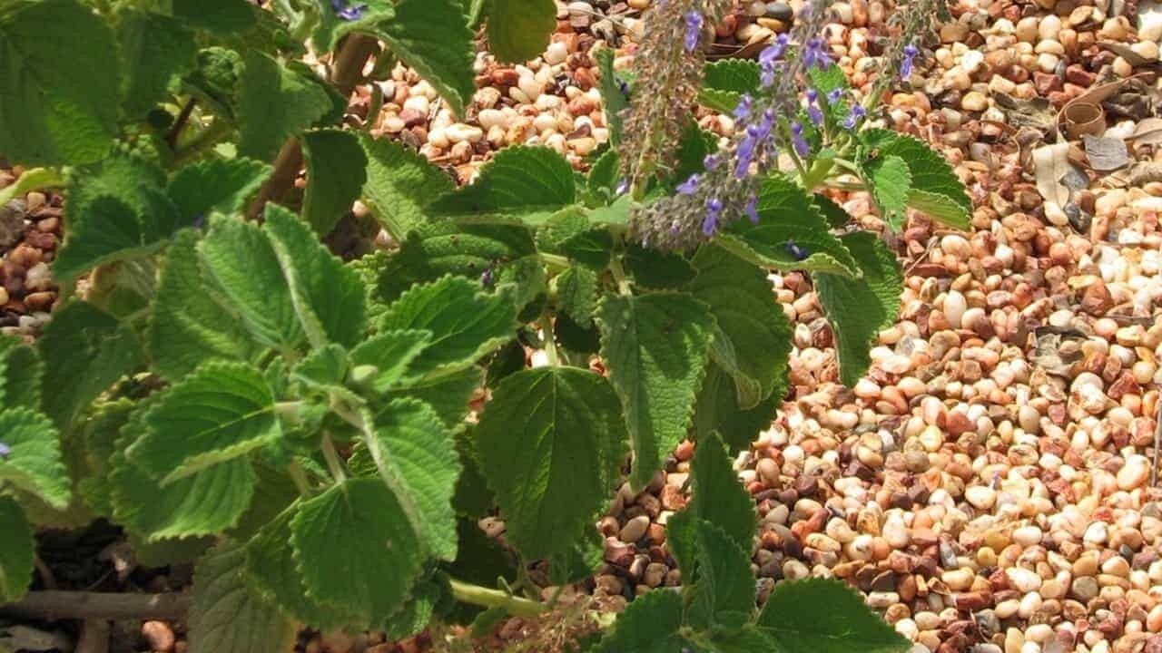 Bush Basil 100g