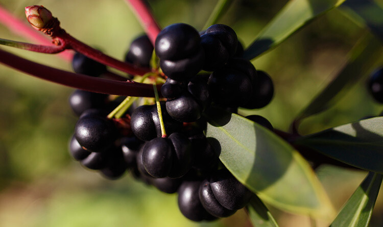 Native Pepperberry 40g