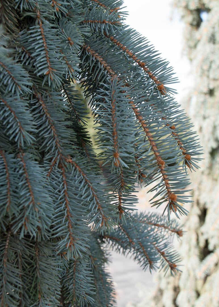 "The Blues" Blue Spruce Tree