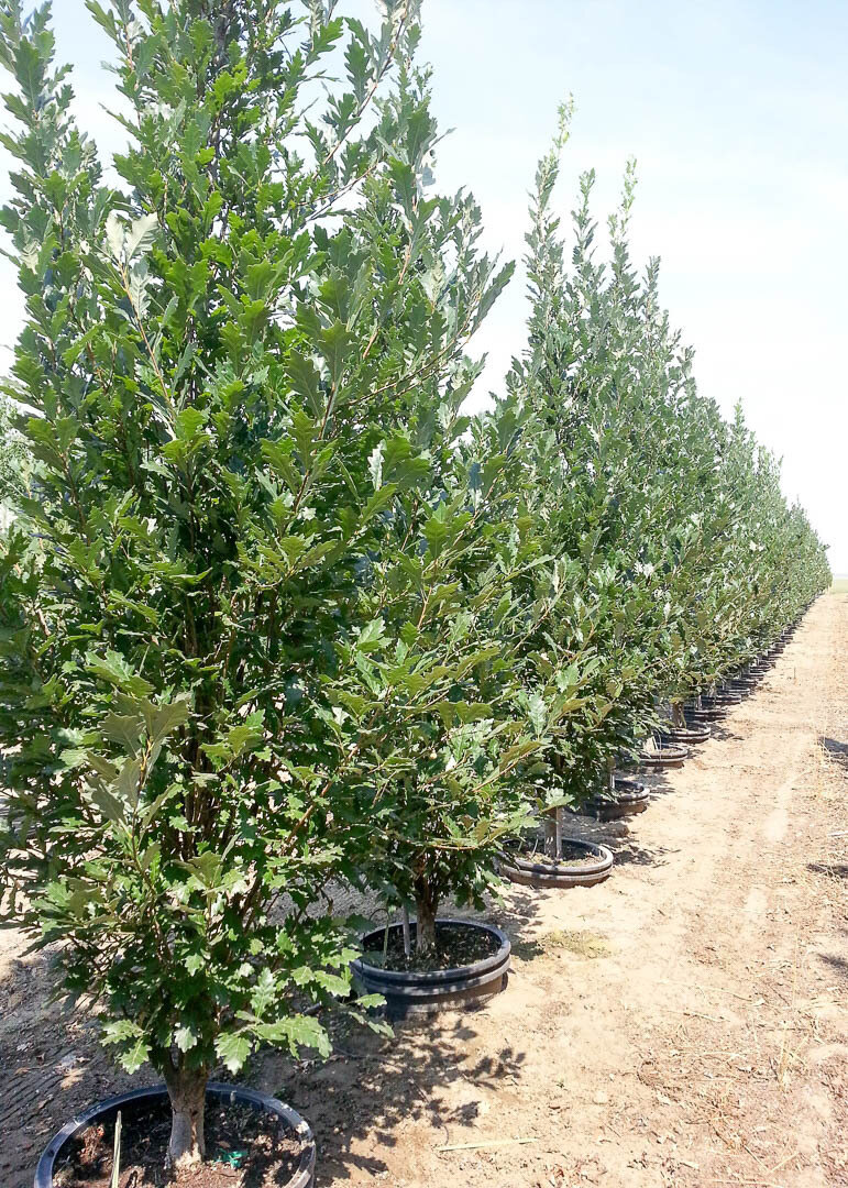 Quercus, Regal Prince Oak Tree Buy Online