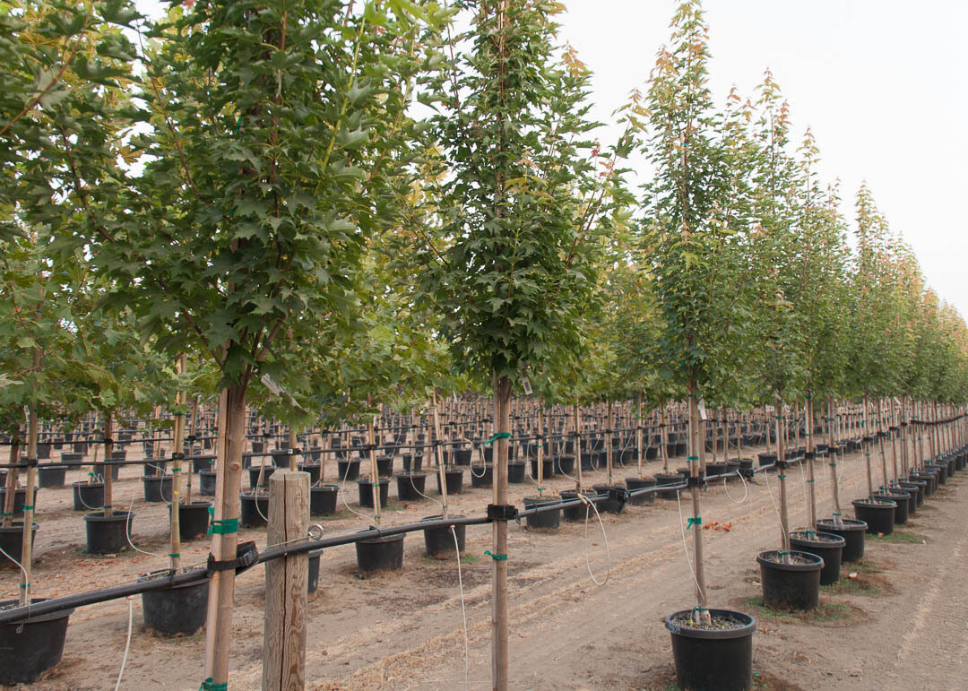 Acer, Armstrong Gold® Maple Tree