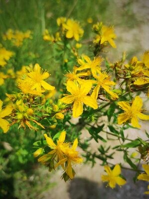 Iperico: il fiore giallo dalle mille proprietà