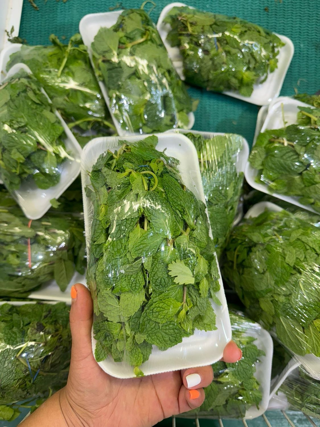 Yervabuena