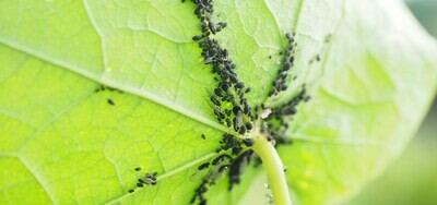 Pest & Weed Management