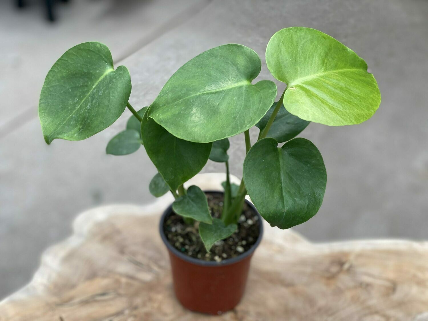 CT Philodendron monstera 4"