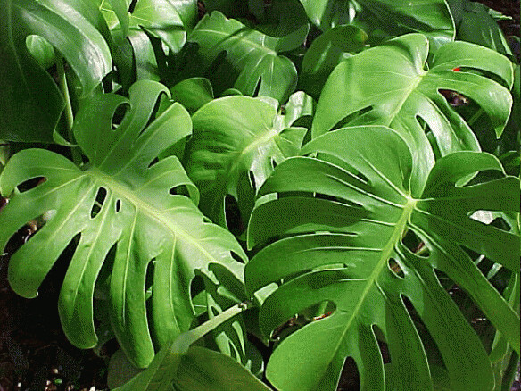 CT Philodendron Monstera 8"