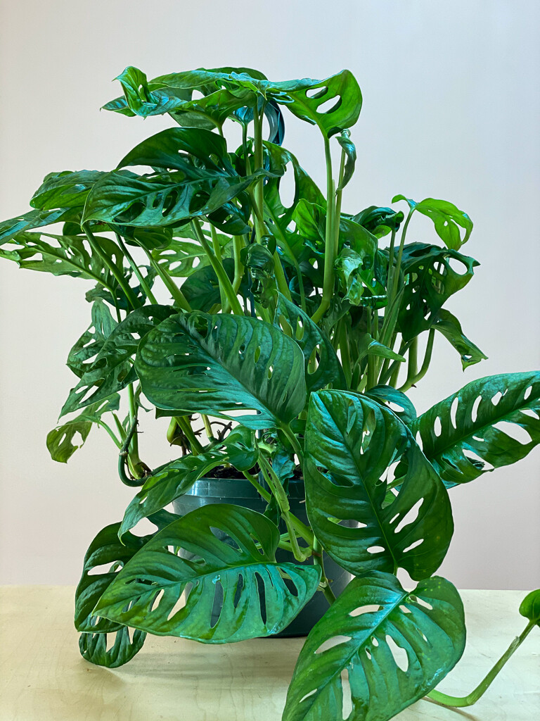Philodendron Swiss Cheese Hanging 8"