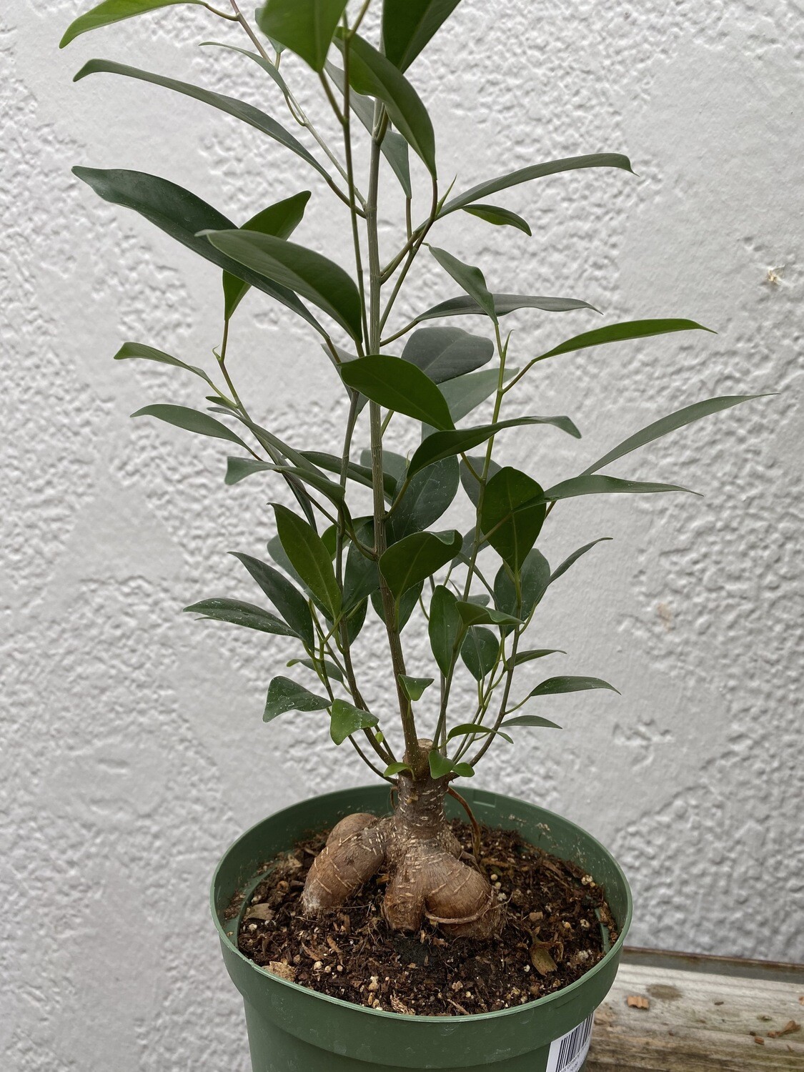 CT Ficus retusa (ginseng) 6"