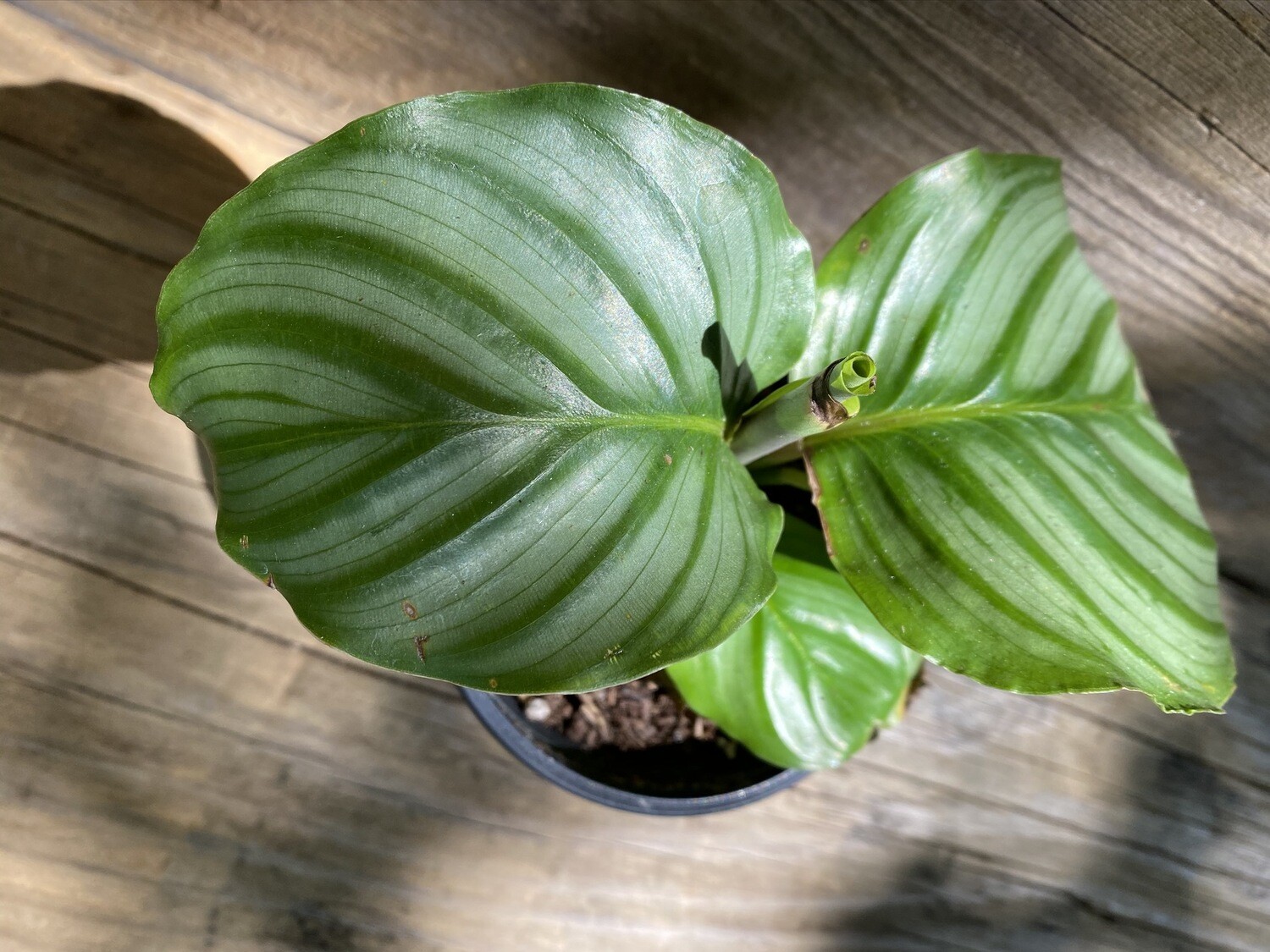 CT Calathea orbifolia 4"