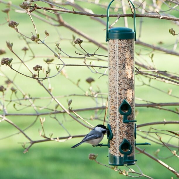 PerkyPet Classic Plastic Tube Bird Feeder (forest green)