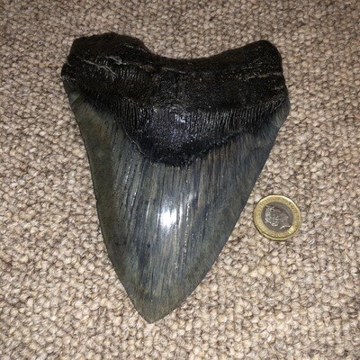 Genuine Megalodon Tooth