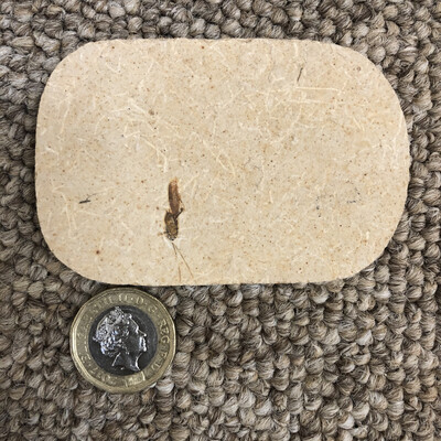 Fossil Insect In Sandstone