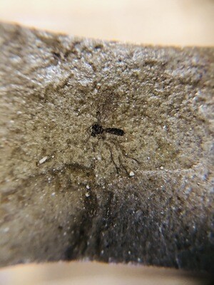 Fossil Insect