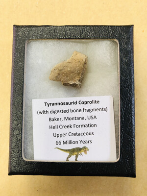 Genuine Tyrannosaurid Coprolite