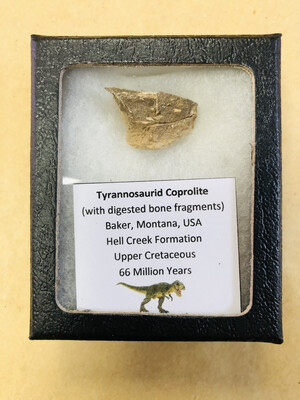 Genuine Tyrannosaurid Coprolite