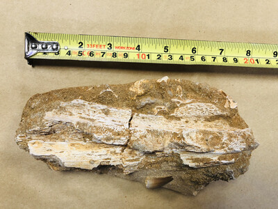 Mosasaurus Bone In Matrix with Tooth