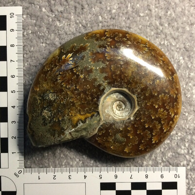 Jurassic Ammonite