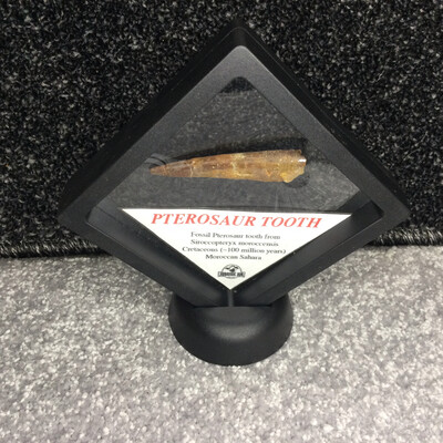 Genuine Pterosaur Tooth