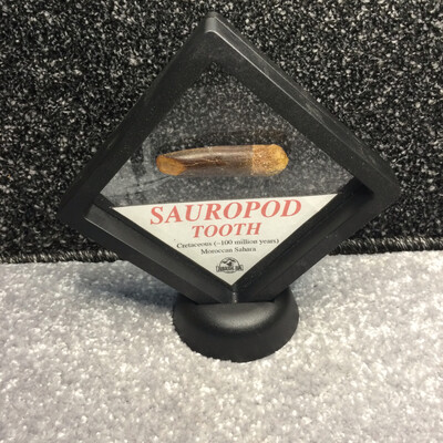 Genuine Sauropod Tooth