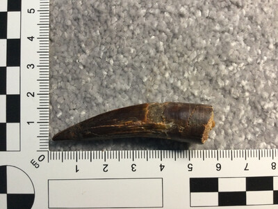 Genuine Spinosaurus Tooth