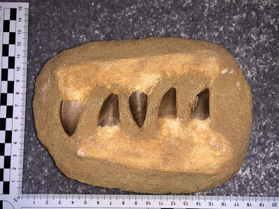 Double Mosasaurus Jaw In Matrix with Teeth