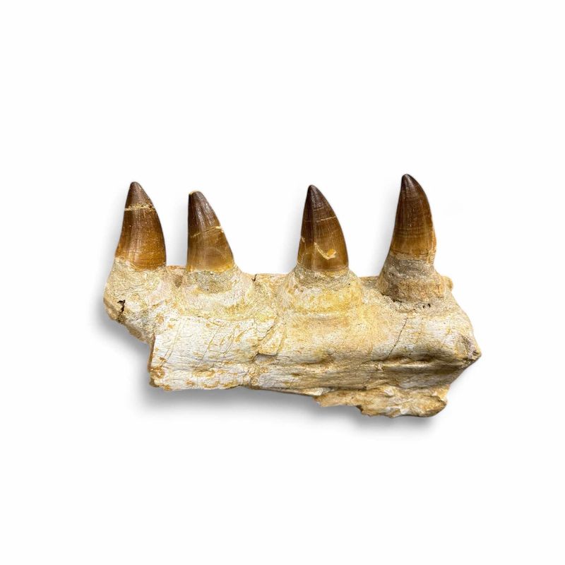 Mosasaur Jaw With Teeth