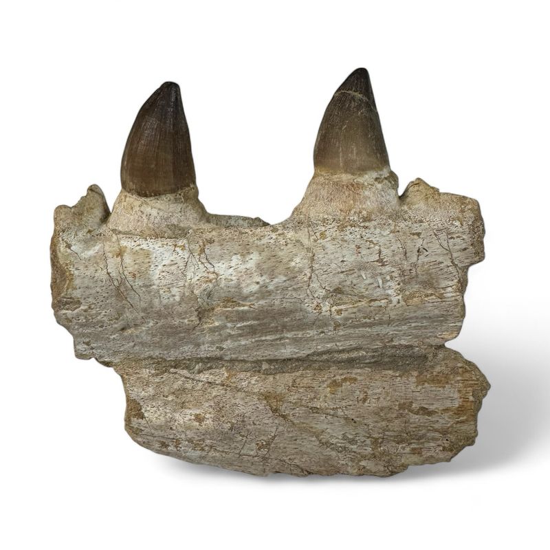 Natural Mosasaur Jaw With Teeth