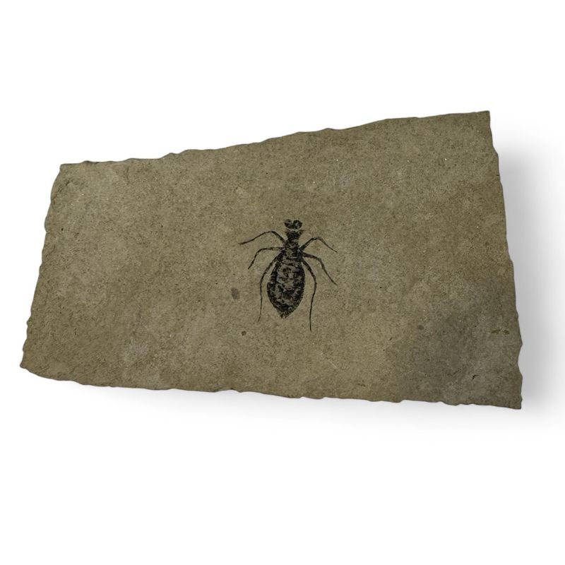 Dragonfly Larvae (Libellula Doris)