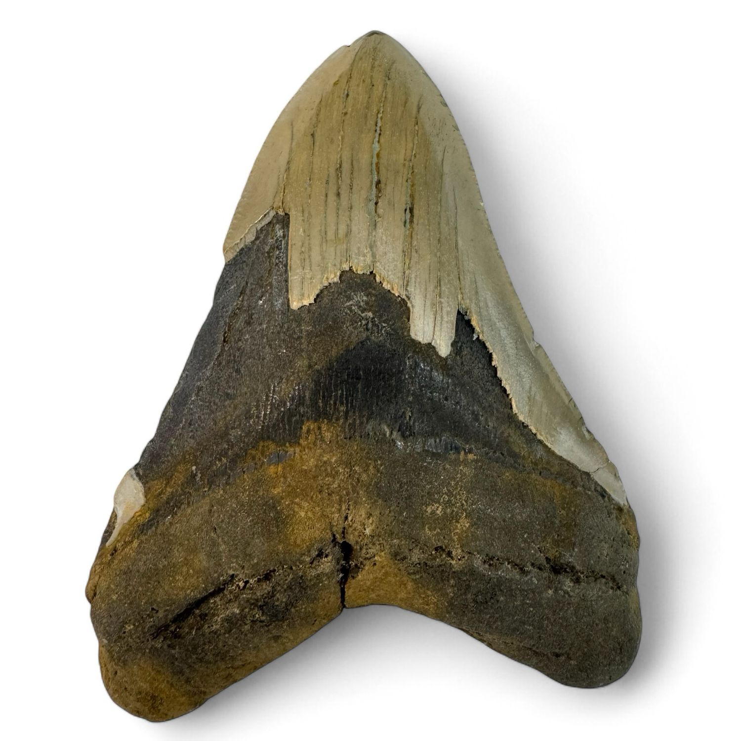 Megalodon Tooth 5” Megalodon Tooth 5”
