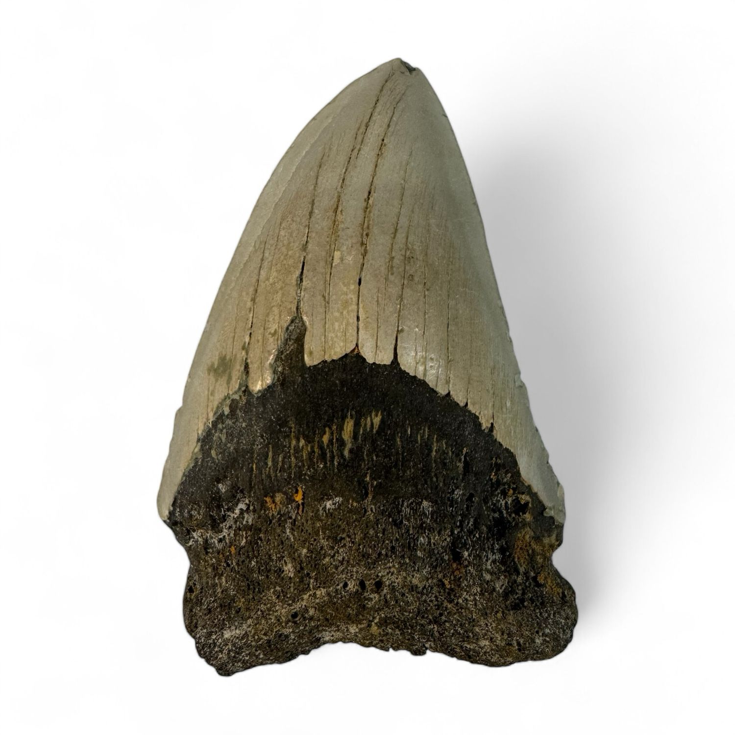 Megalodon Tooth 3.8” Megalodon Tooth 3.8”