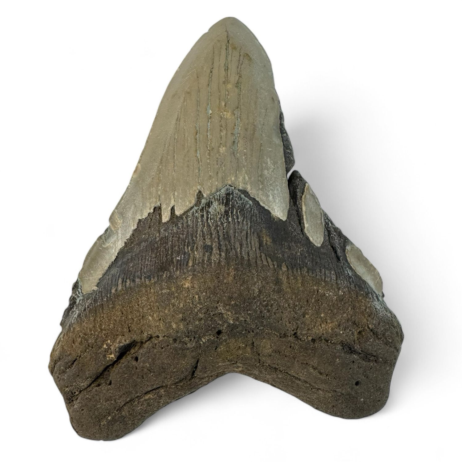 Megalodon Tooth 5” Megalodon Tooth 5”