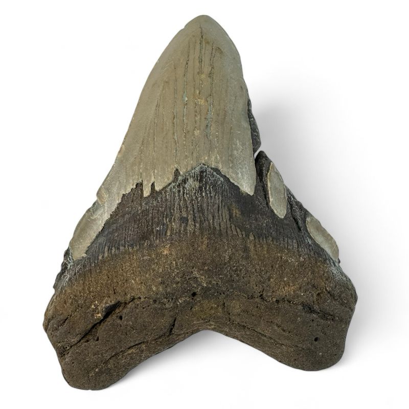 Megalodon Tooth 5”