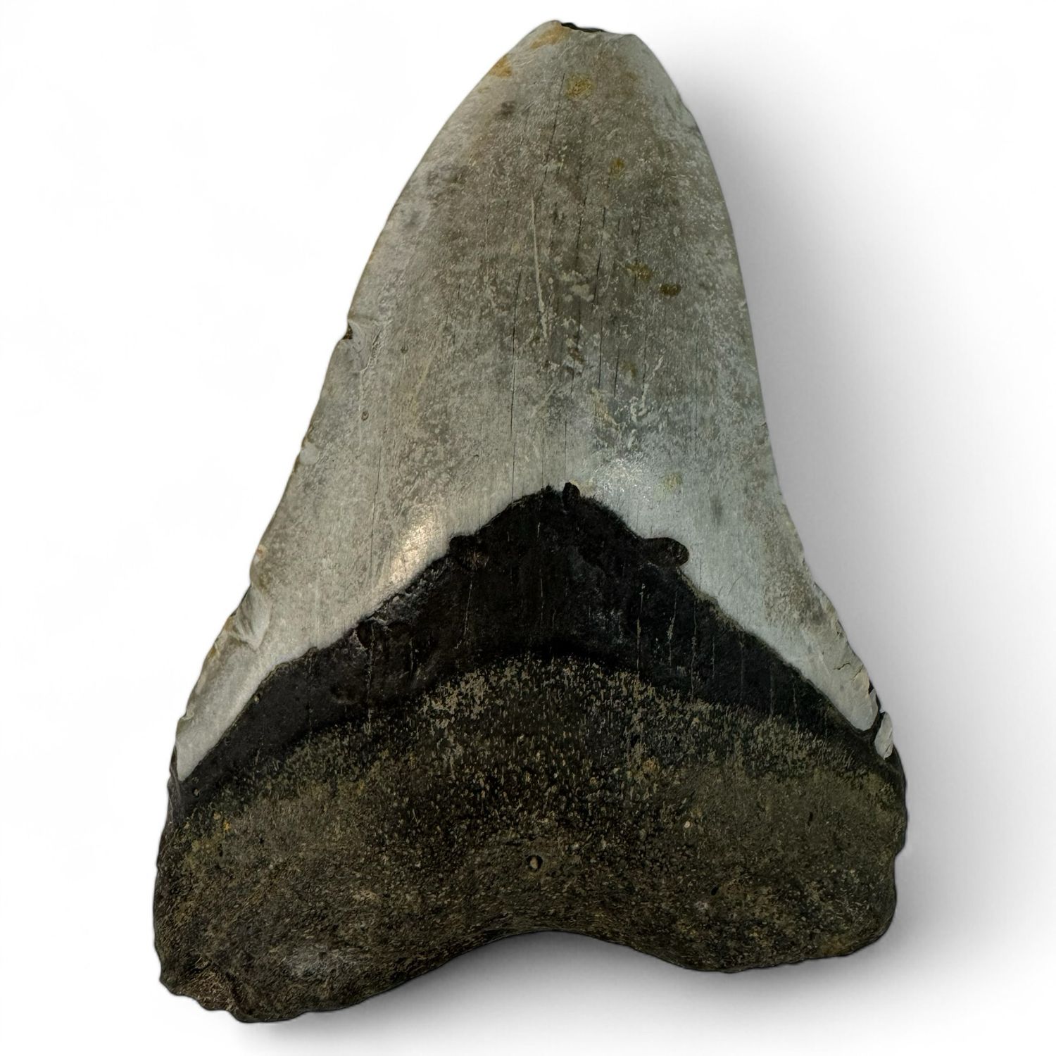 Megalodon Tooth 4.4” Megalodon Tooth 4.4”